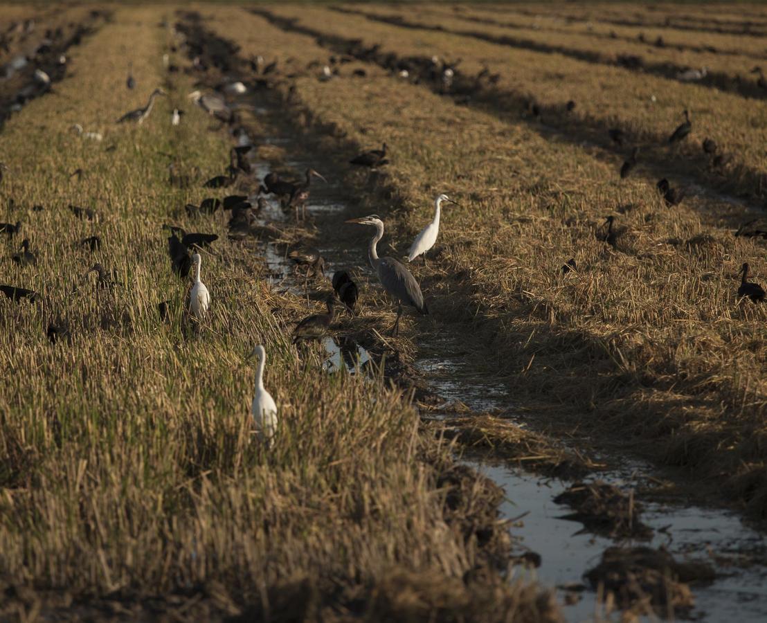 Mas Illa De Riu - Autentica Masia Del Delta Del Ebro Con Capacidad Para 20 Personas - Deltavacaciones Sant Jaume d'Enveja Eksteriør billede